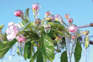 Pomoc dla sadowników